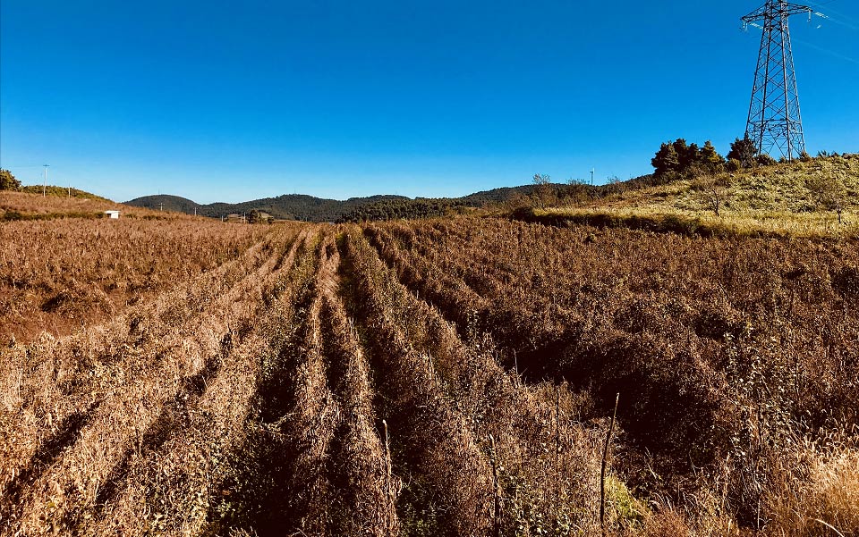 高寒山区云南芸豆1